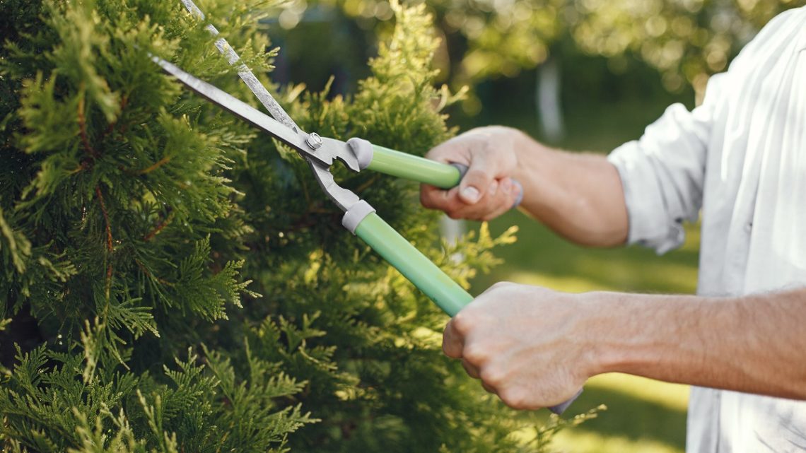 Col lockdown boom di amanti del giardinaggio, gli attrezzi acquistati anche online